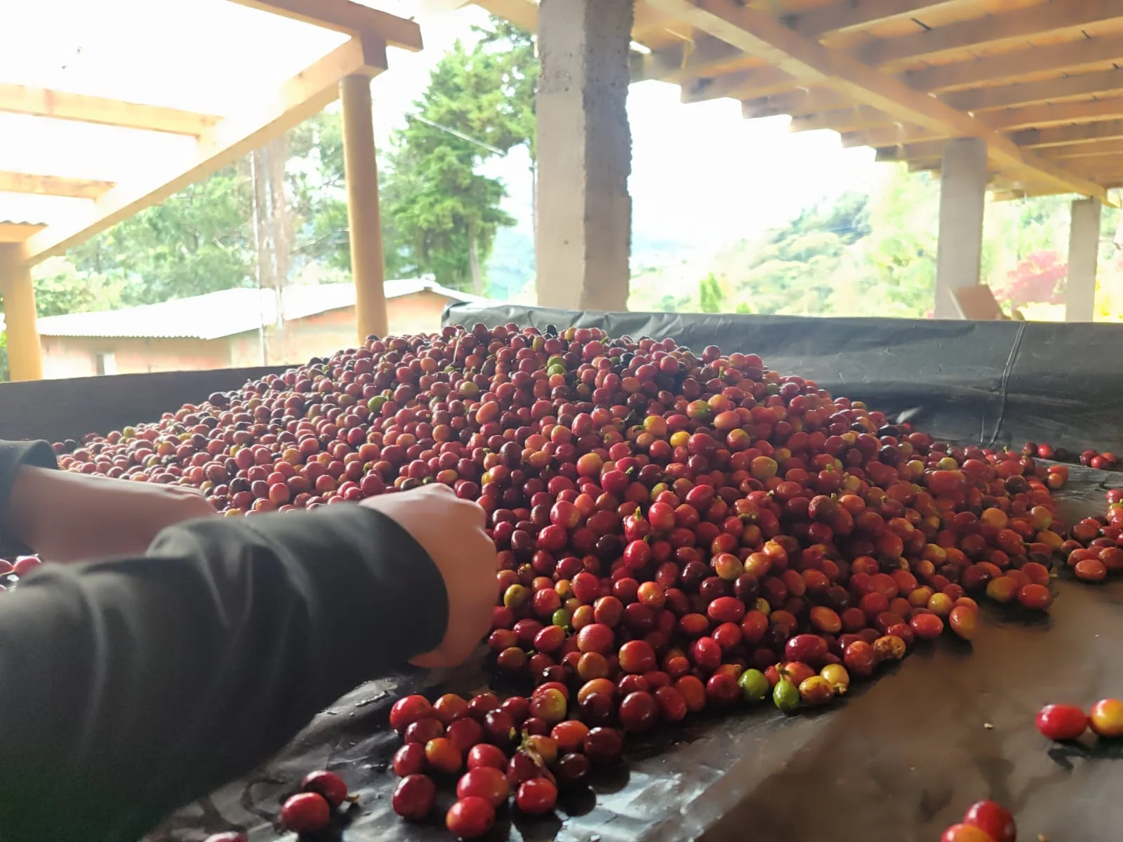 Coffee beans from the farm