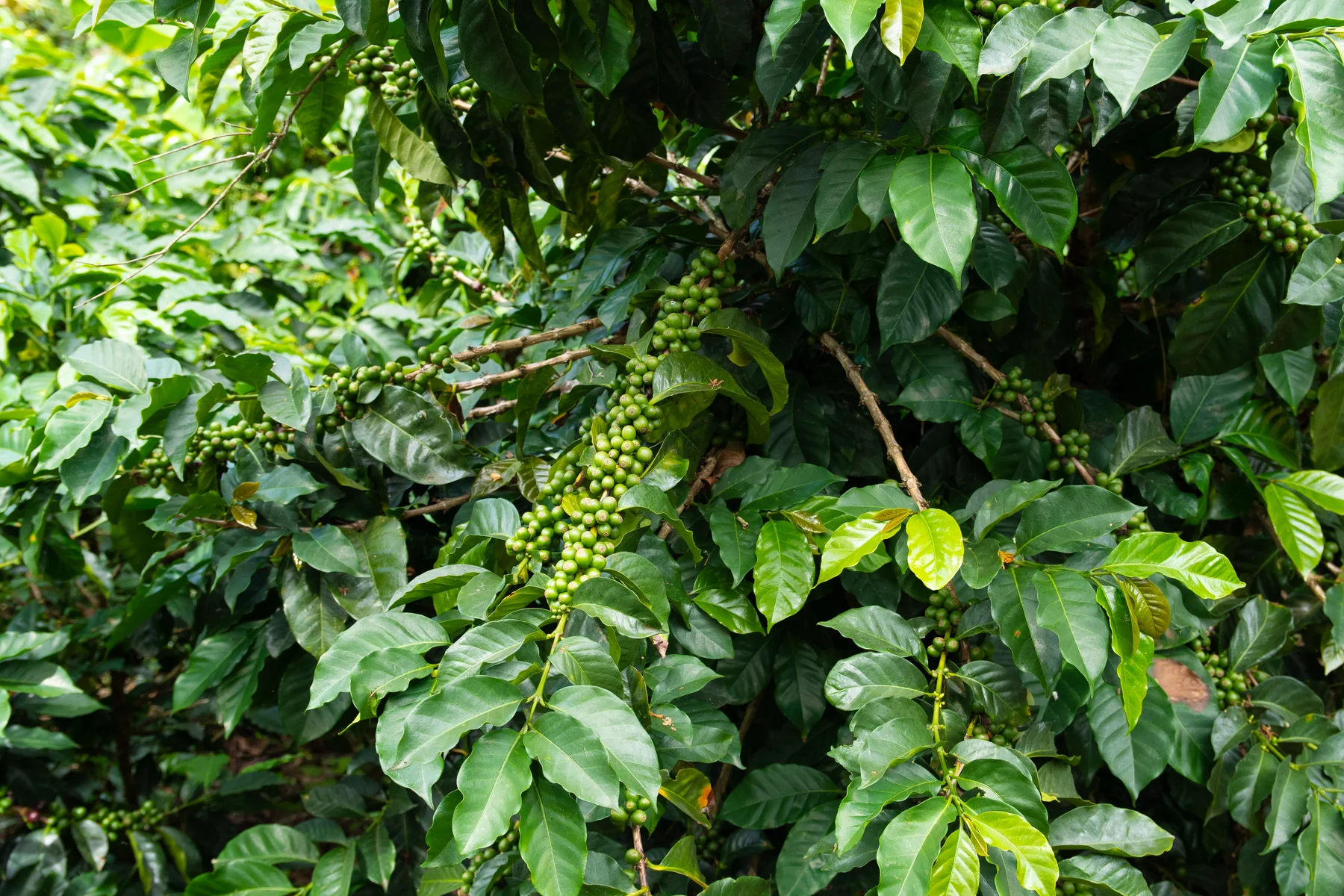 Caturra Chiroso coffee tree