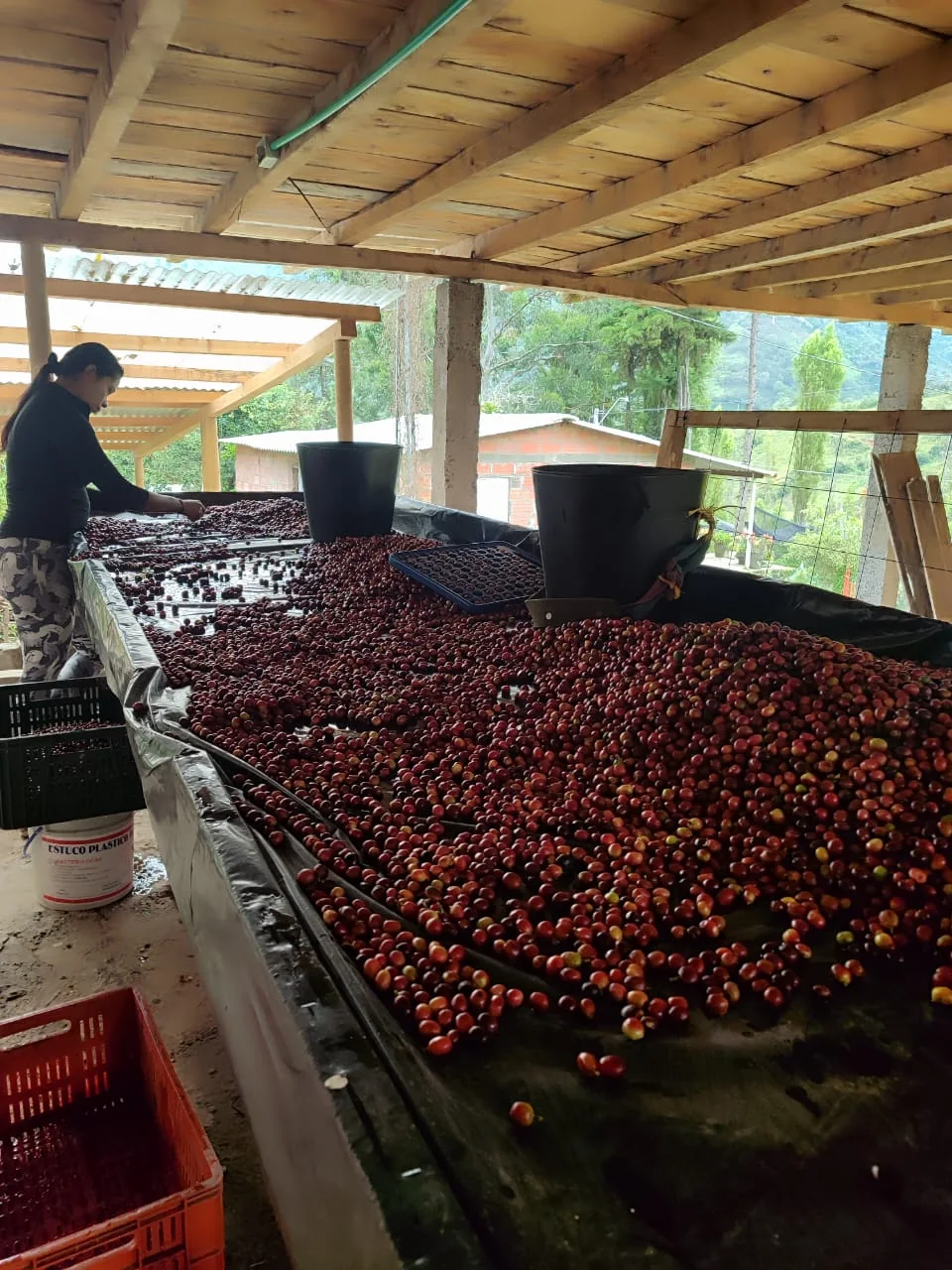 Coffee picking on the Colombian farm